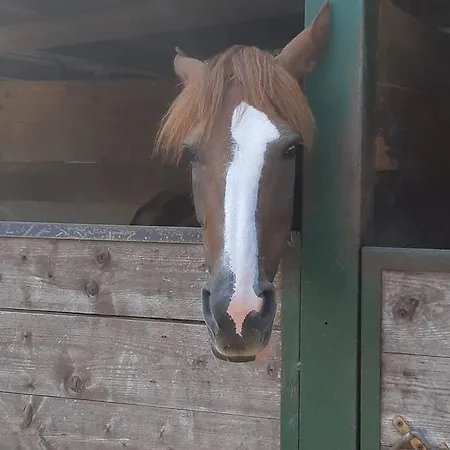 Topazio 루리시아